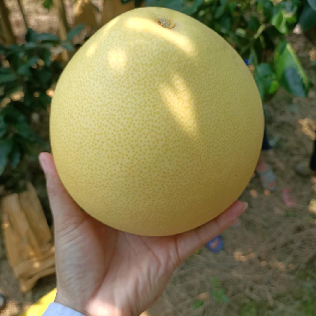 容县昆玲庞庞声黄金果