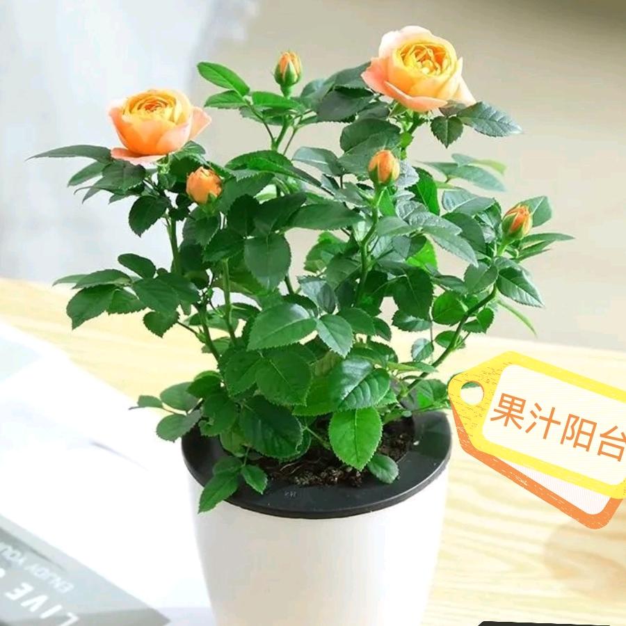 阳台党个体店