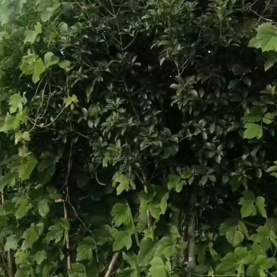 丁  哥