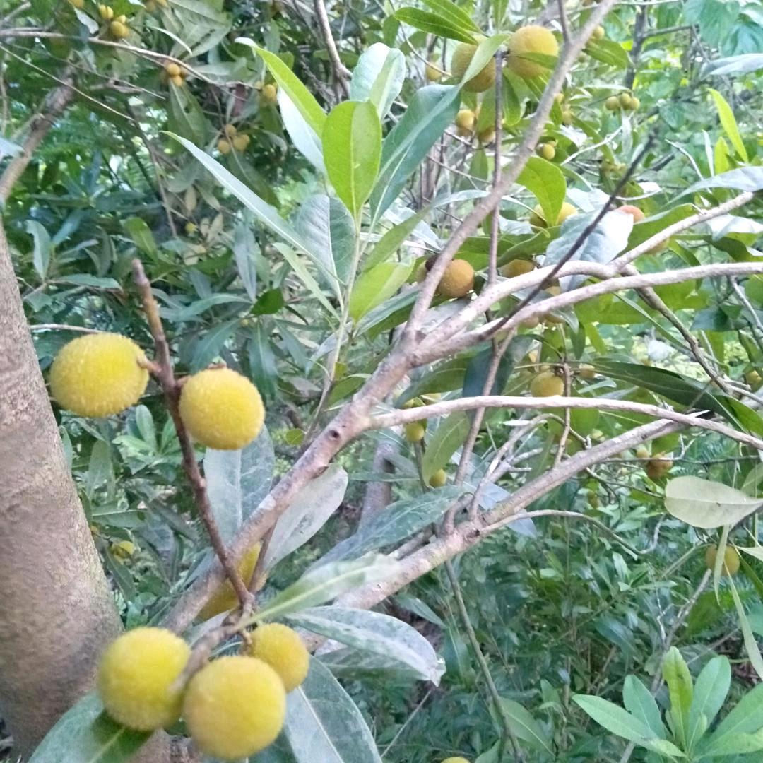 香兰