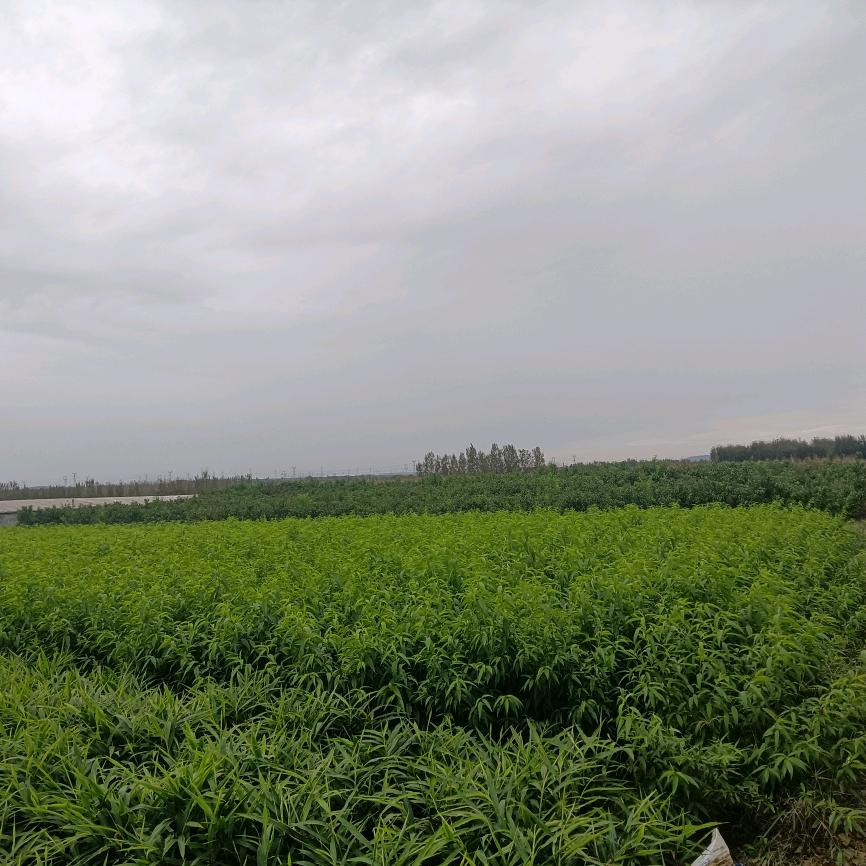 張逸夫乡村振兴推荐官