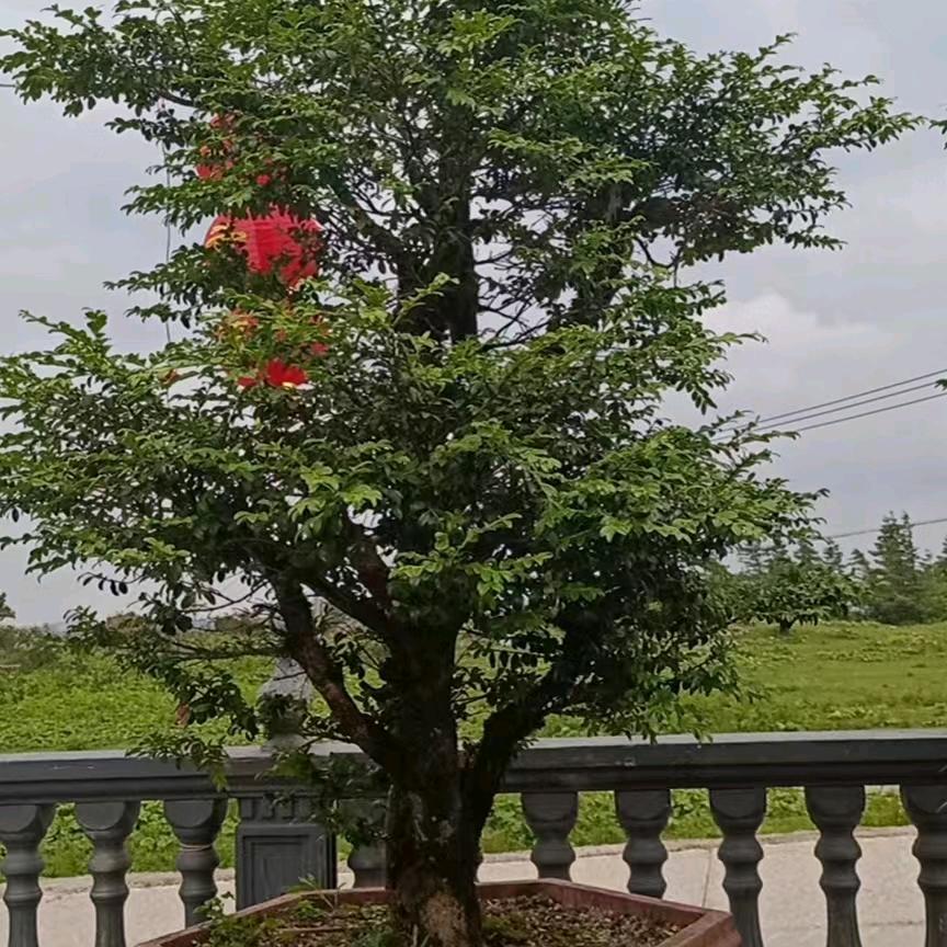 成然大型跑马场官方号