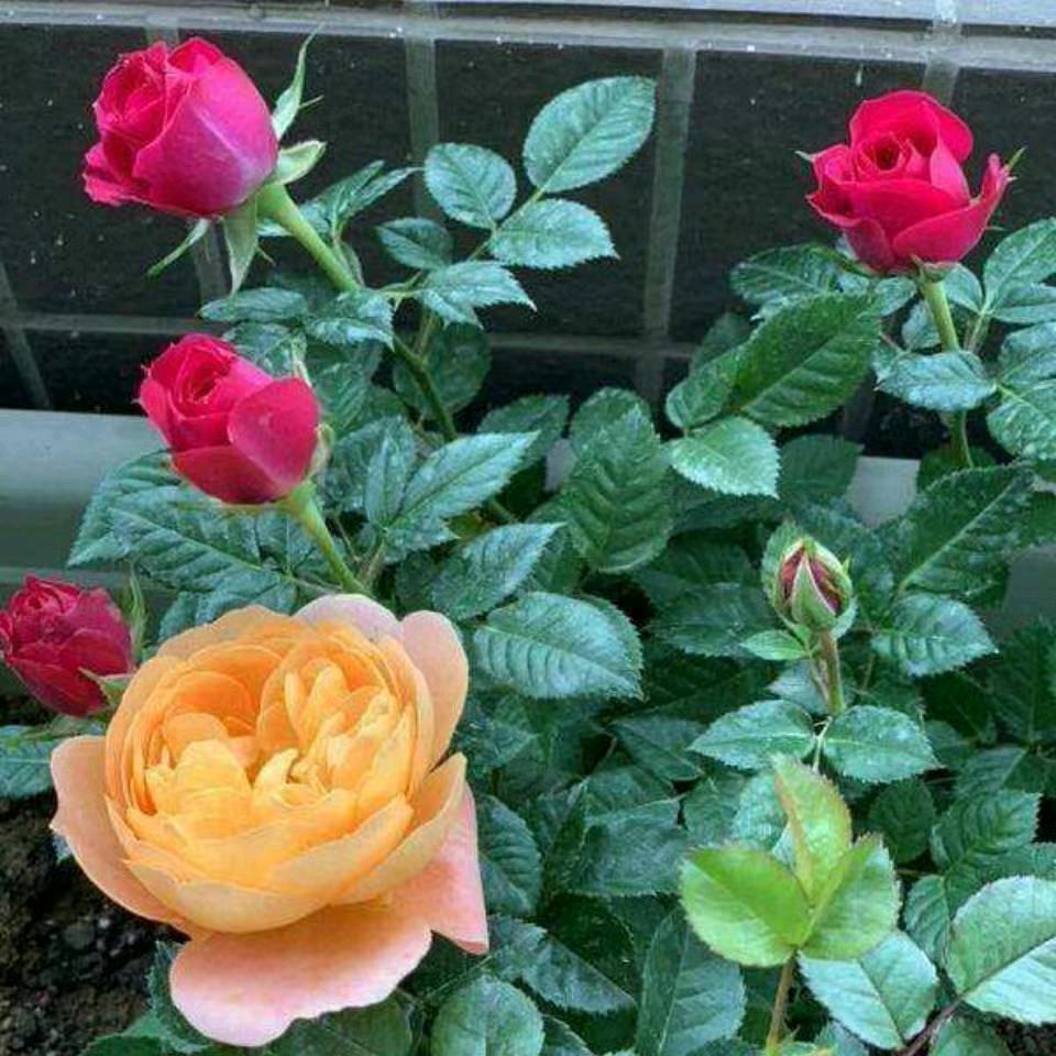 知足常乐《四川遂宁》