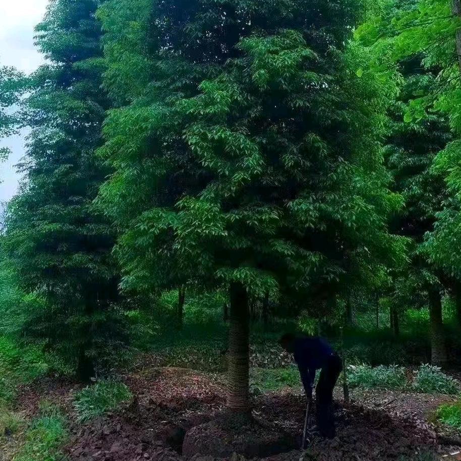 三丰金丝楠木基地