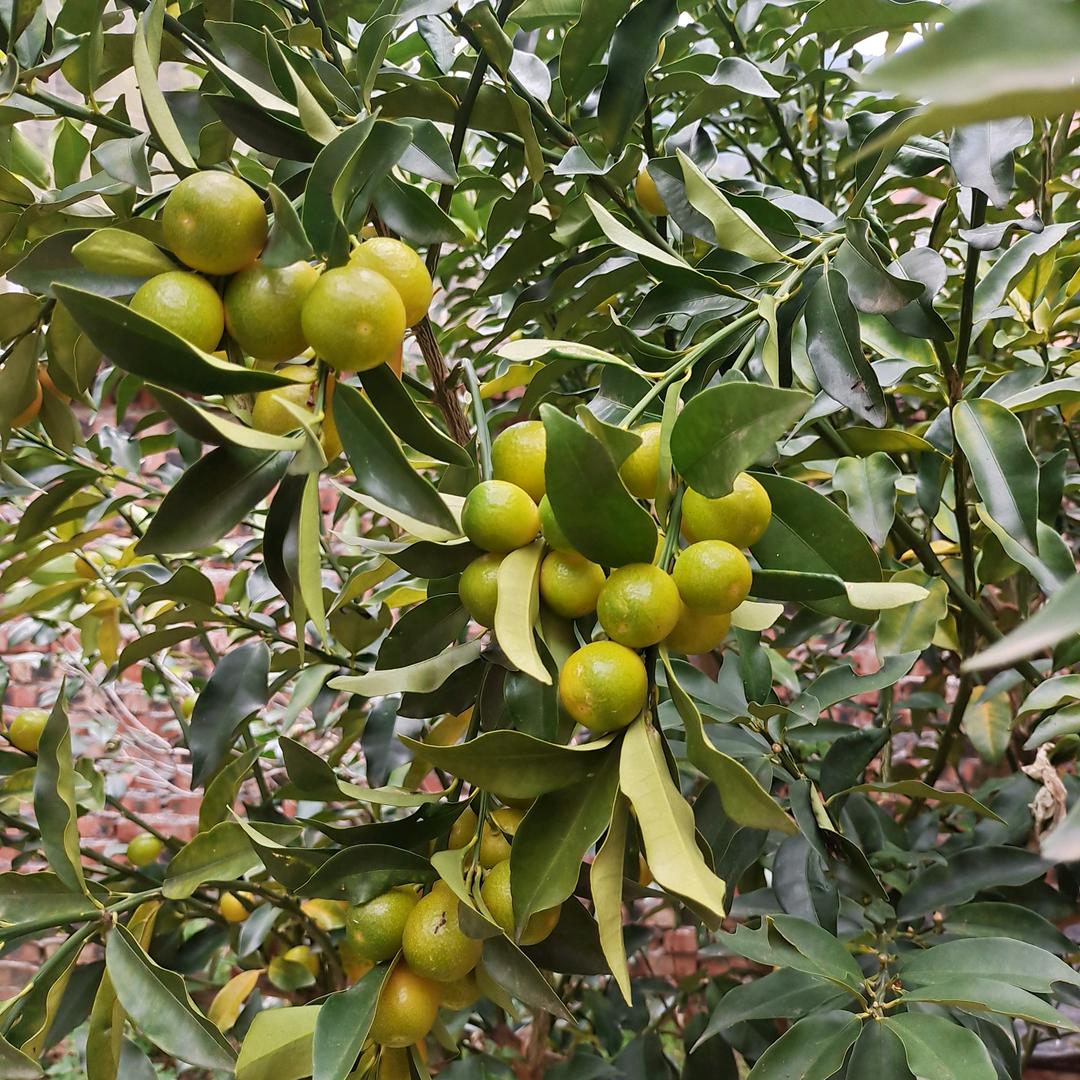 野外蜂蜜搜寻