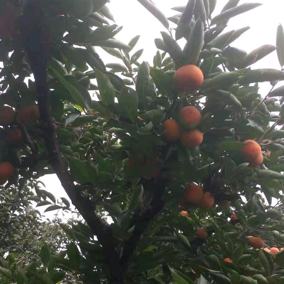 新旺农家采摘园