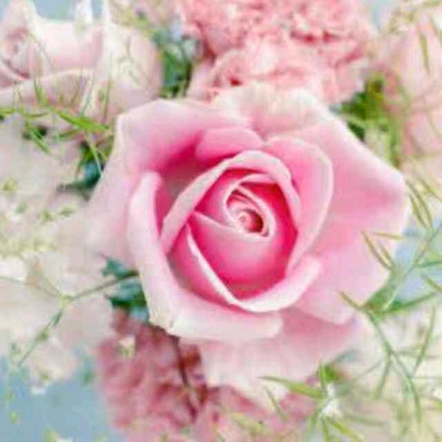 燕子（青岗茶庄）