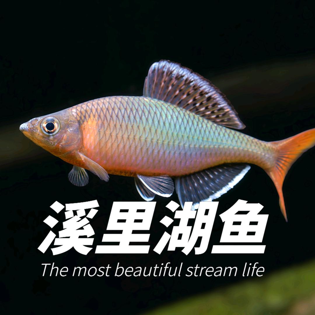 溪里湖鱼啥鱼都玩
