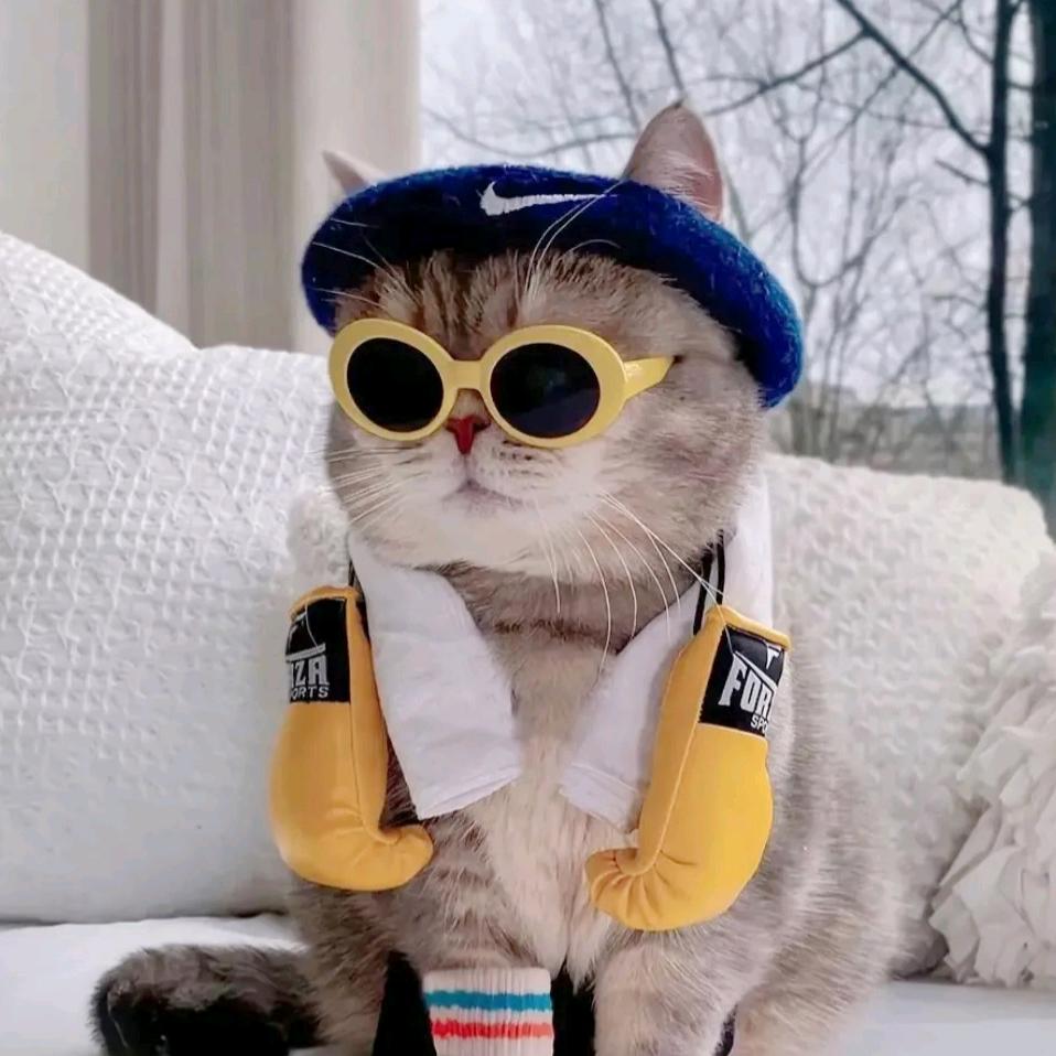 心碎小猫