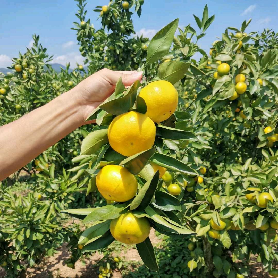 大亨农副产品全国代发