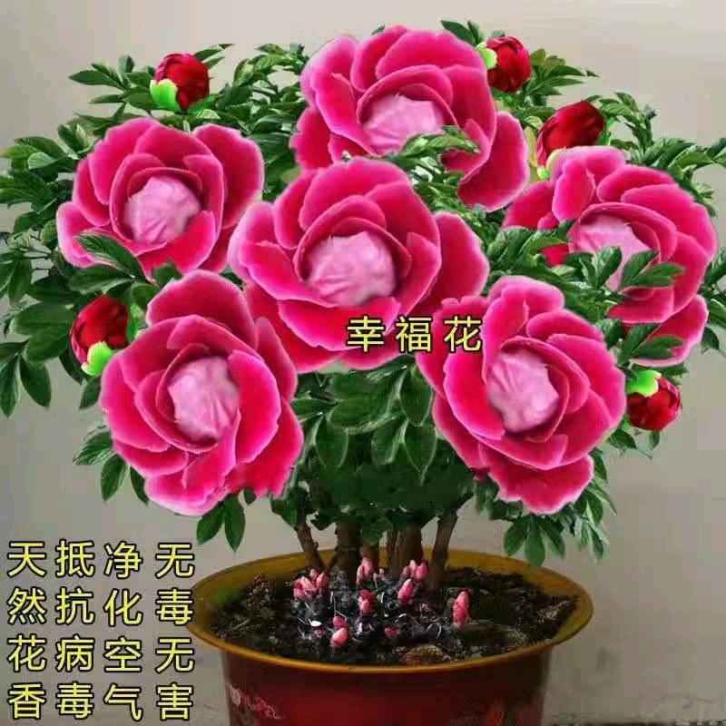 🌹🌹心想事成🌹🌹