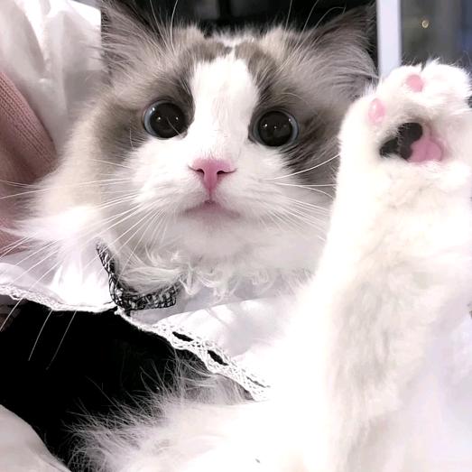 77猫🧀