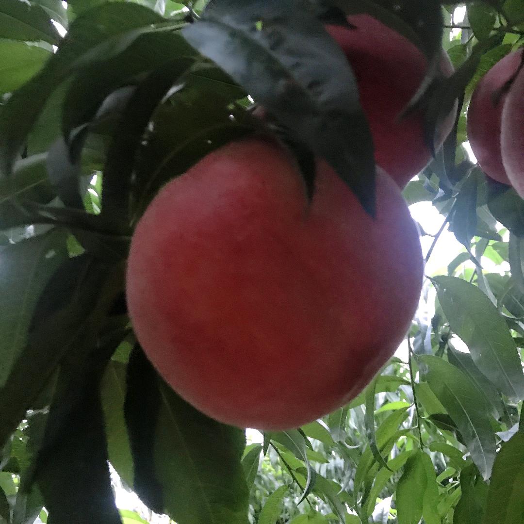 幸福一生🍑