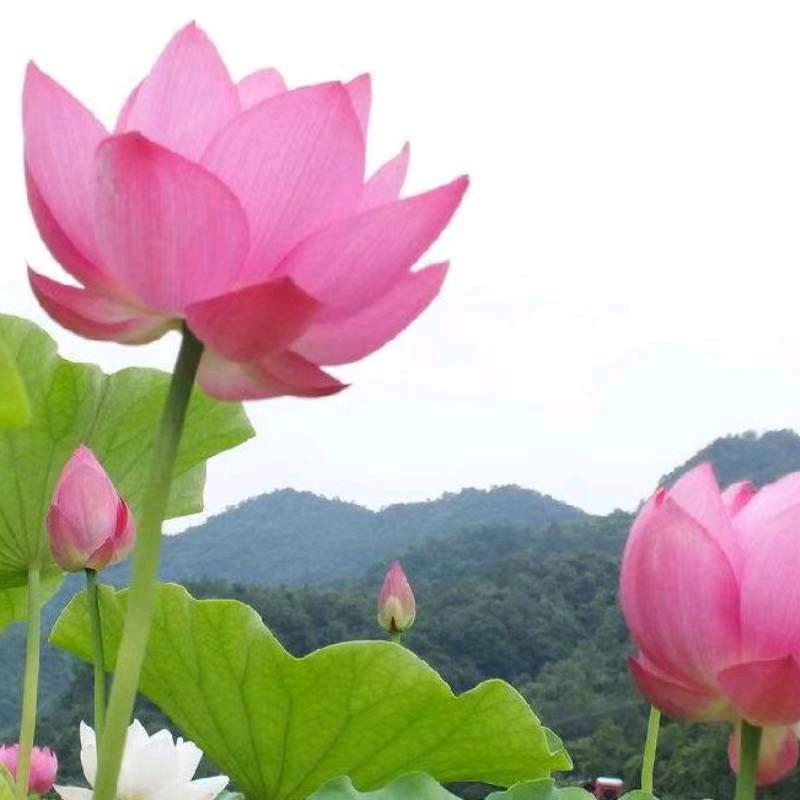 茉莉花茶（互）