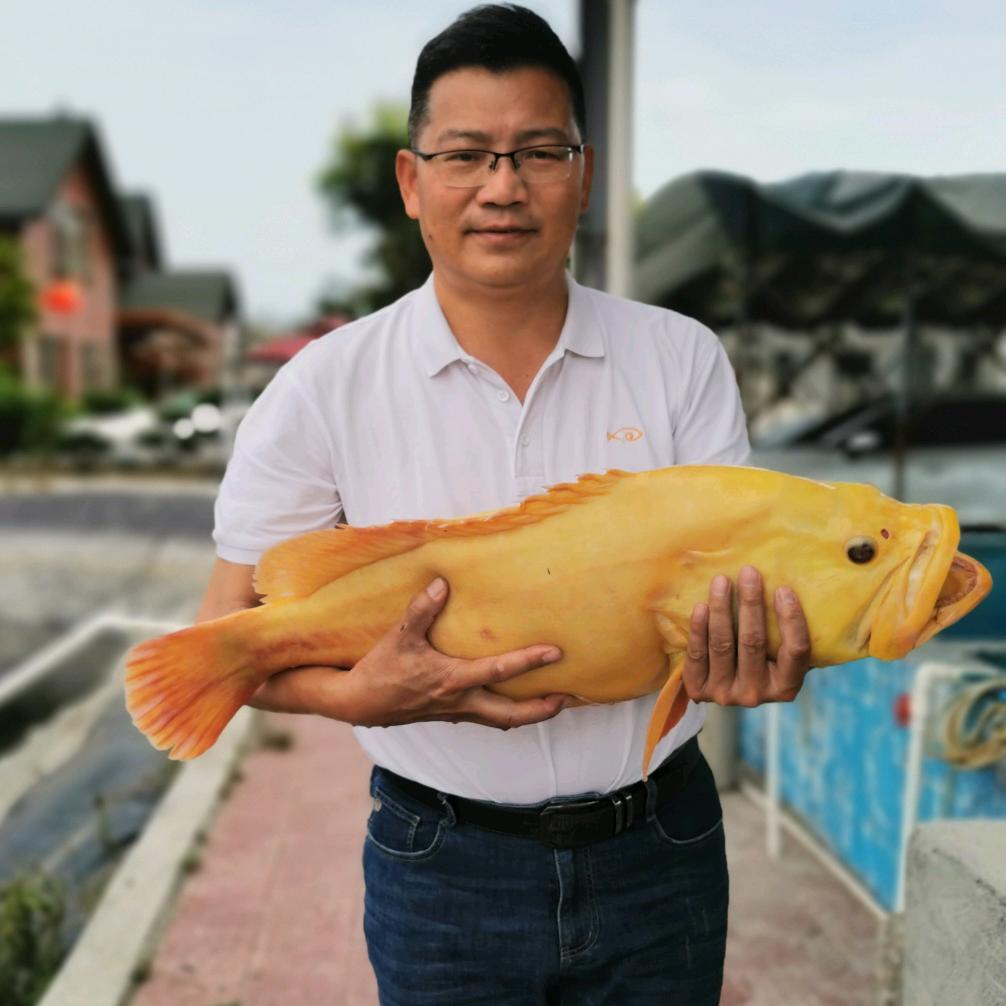 鱼司令