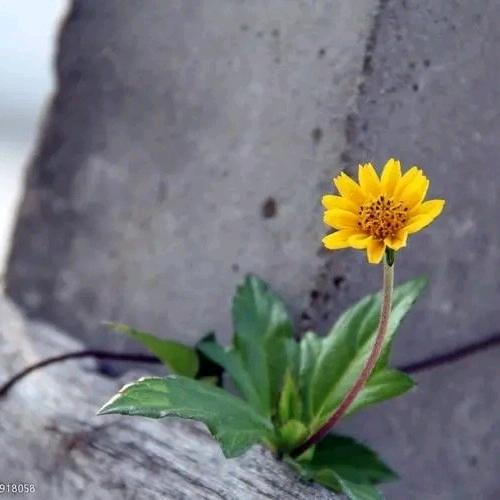 曲忠丽