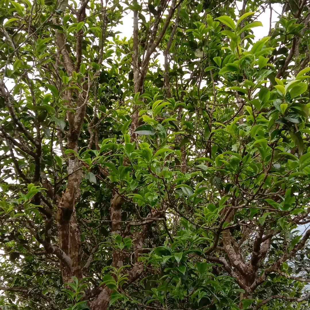 勐库高山源头茶农