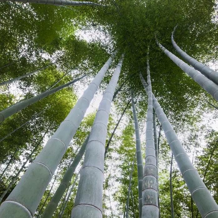 竹艺鑫