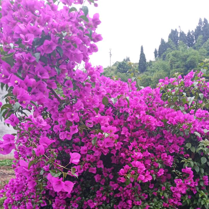 紫兰花