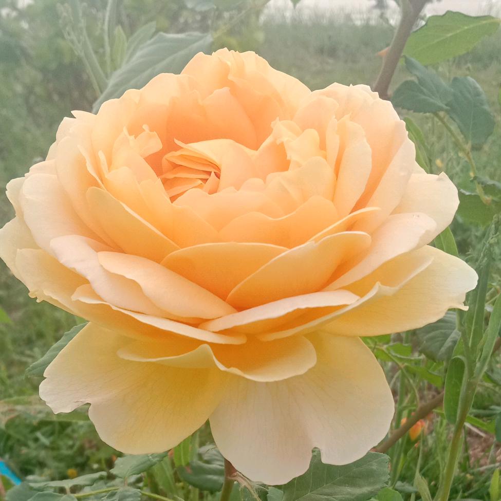 小仲子