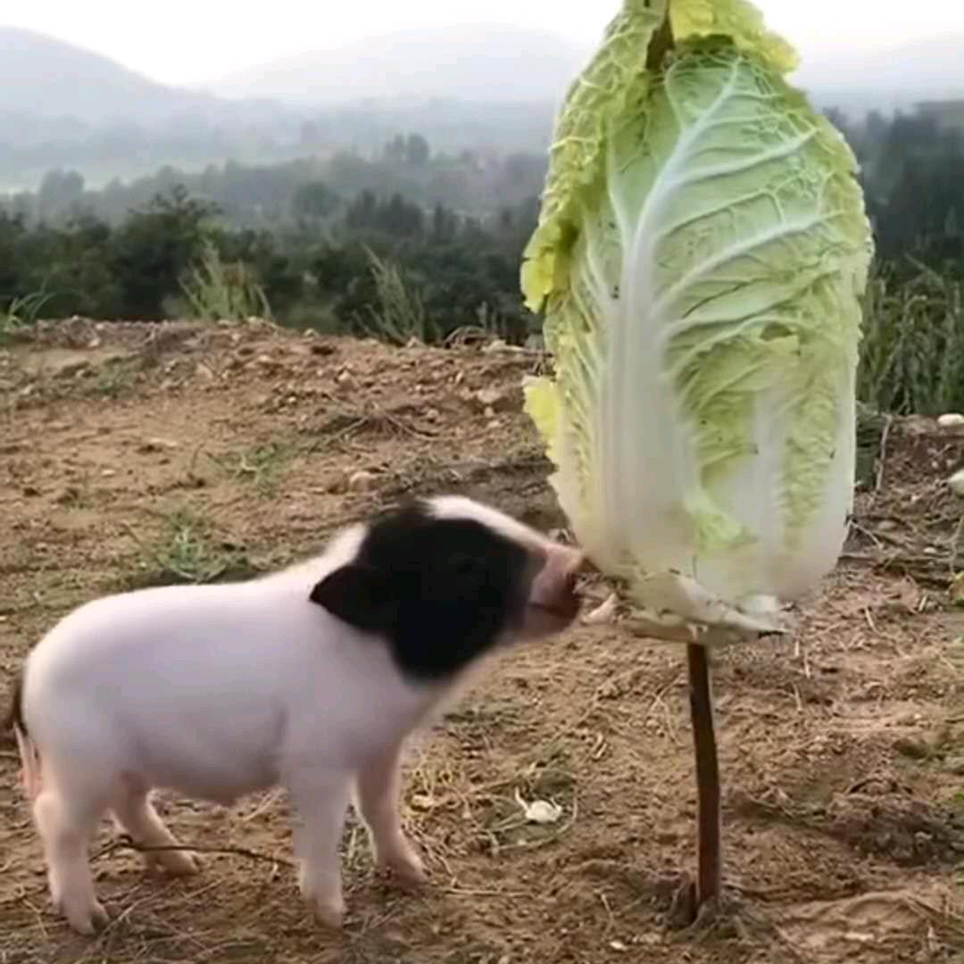 人生如戏🌹