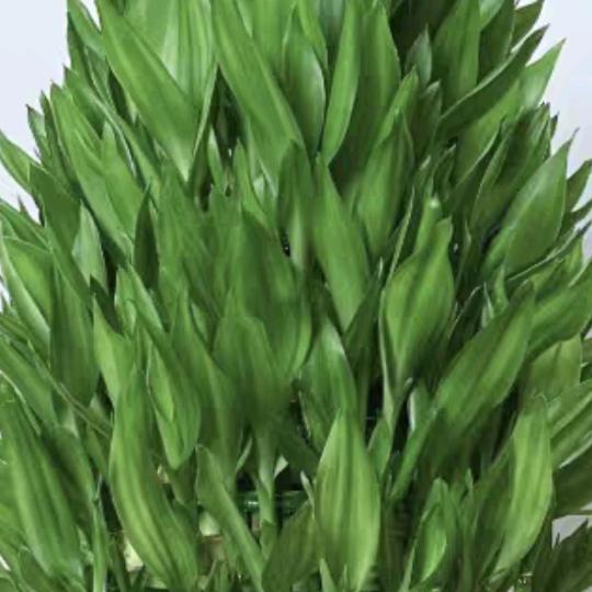 白朗县，全新手机和二手苹果