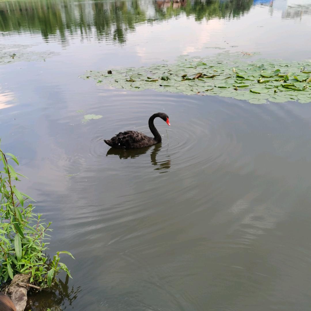 爱养生的小白兔