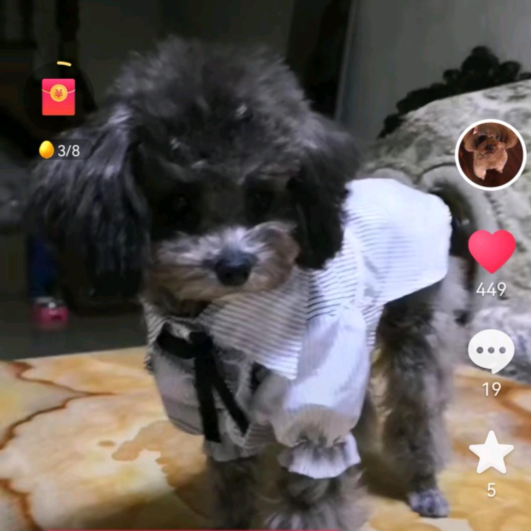 家有萌宠@小糯宝儿