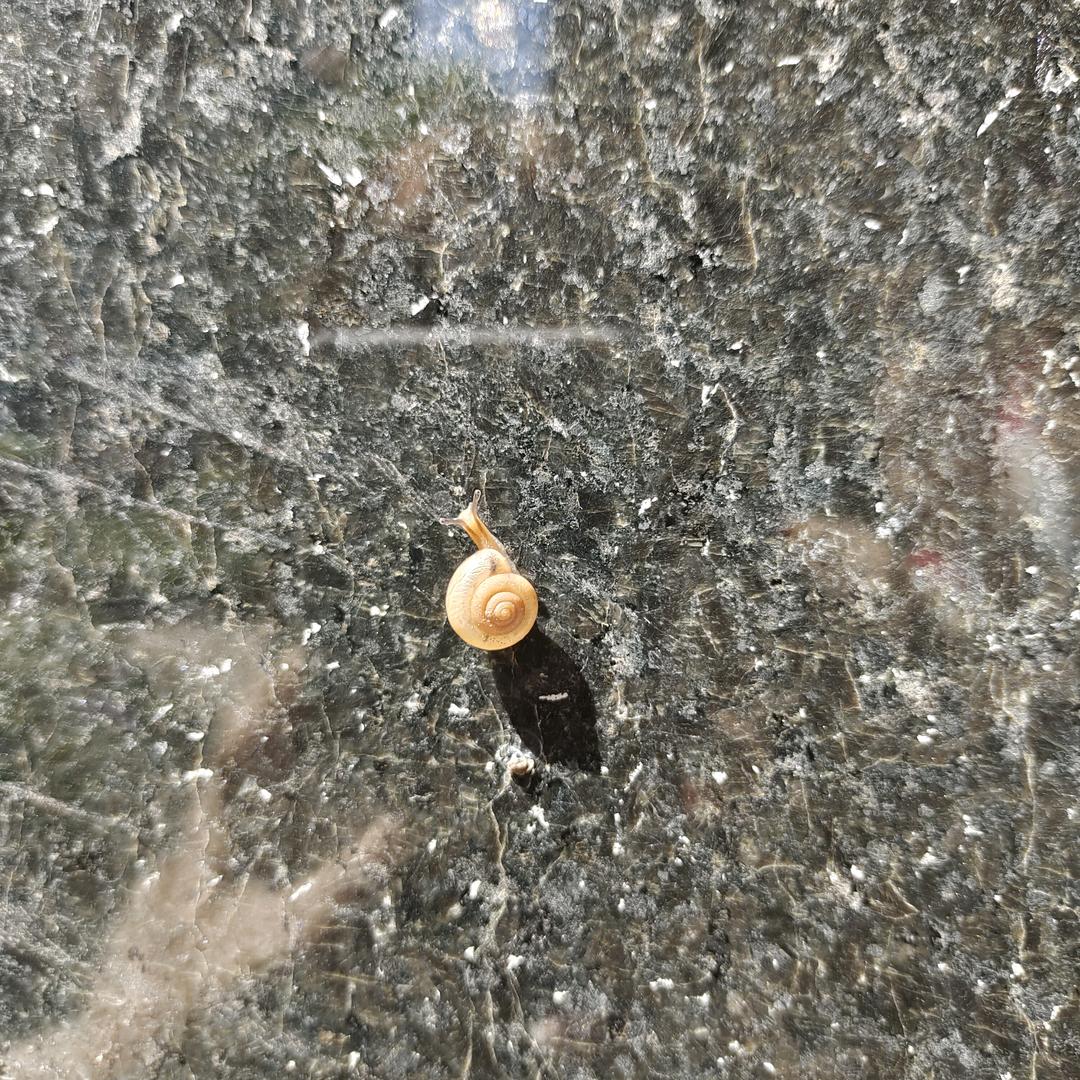 小蜗牛🐌慢慢爬(＾＿＾)☆