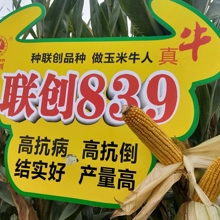 乾农