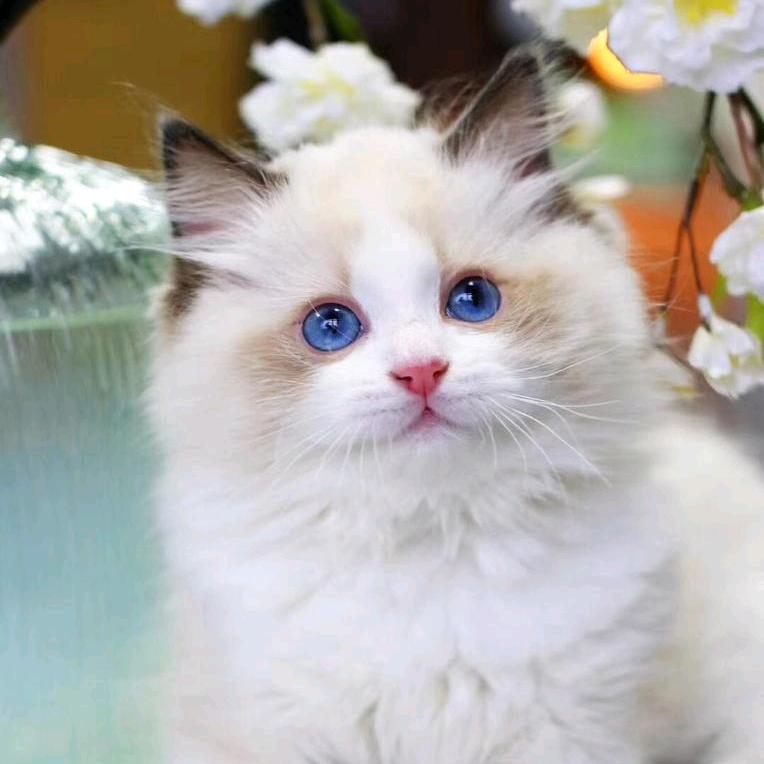 🇨🇳猫宠物语 🇨🇳