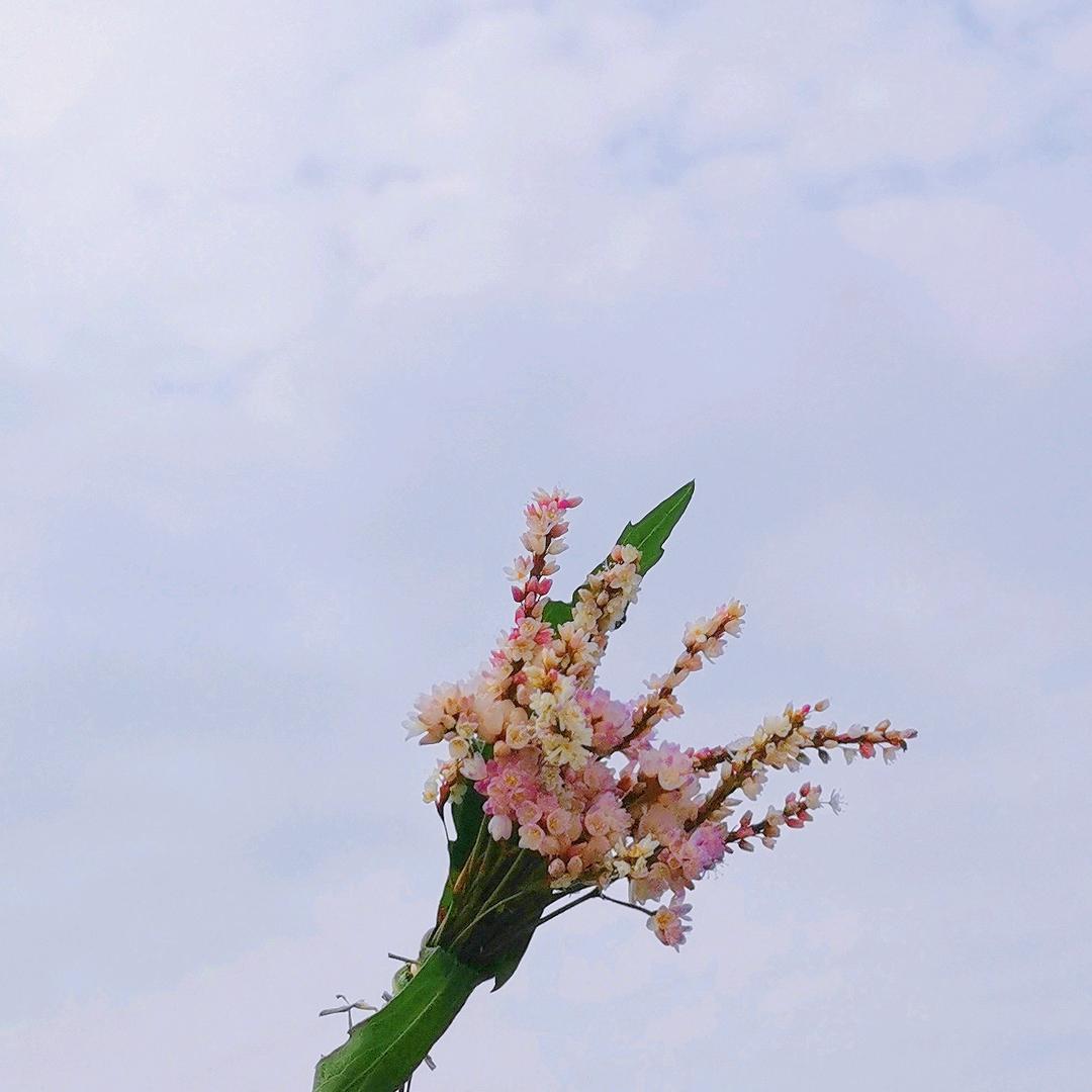 扶摇可接