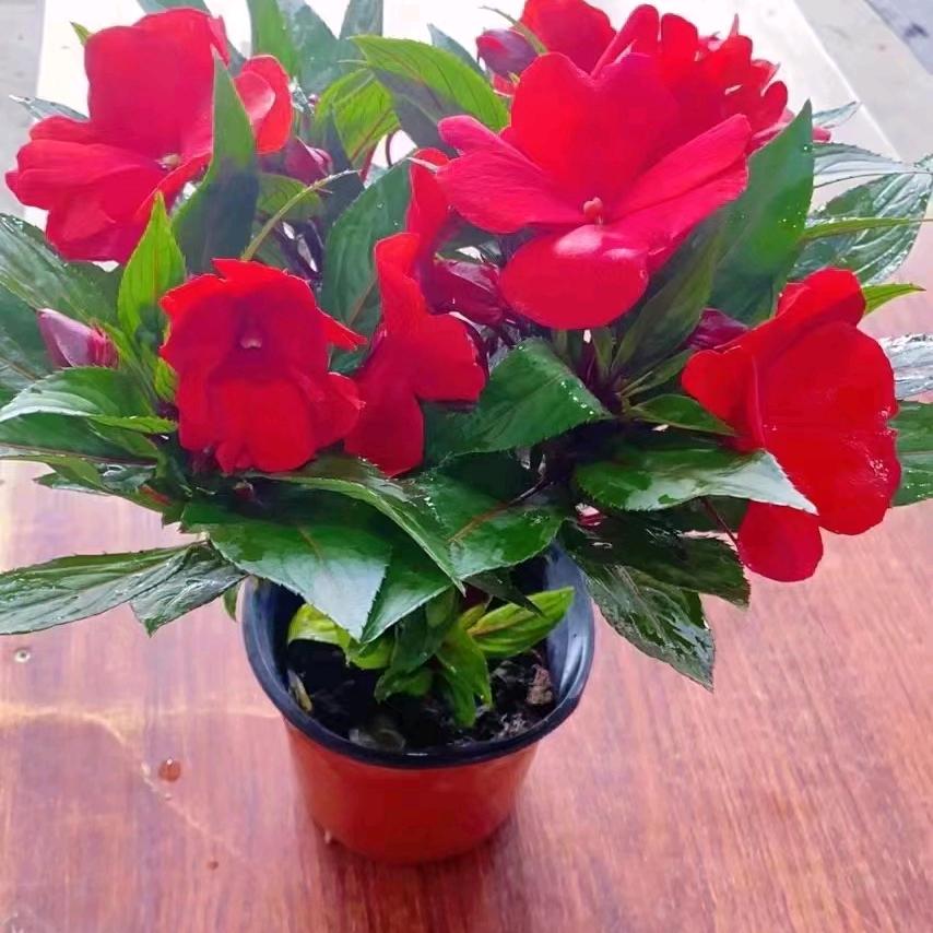 兄弟连，木子李