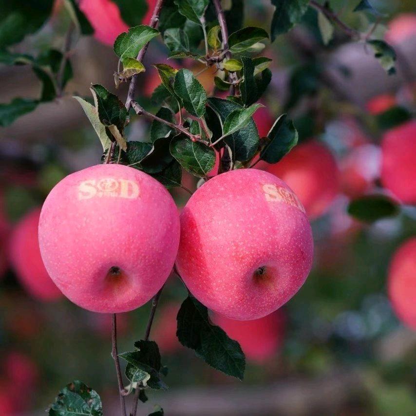 灵宝苹果寺河山产地供应链个体店