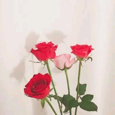 秀🍭琪