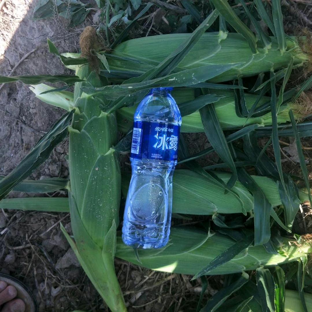 成烨