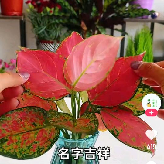 潮汕人