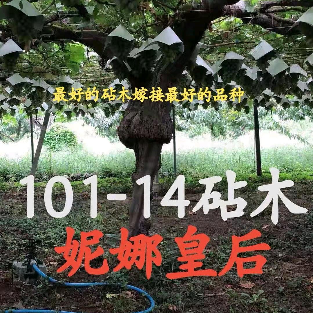 金果源新品种苗木