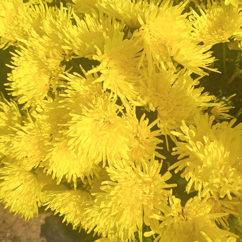 芳芳