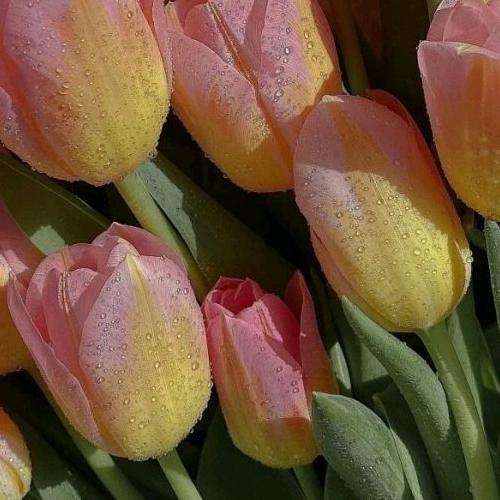 顺风顺水汽车服务