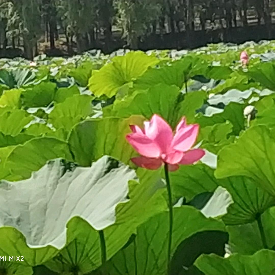 品茗老纪