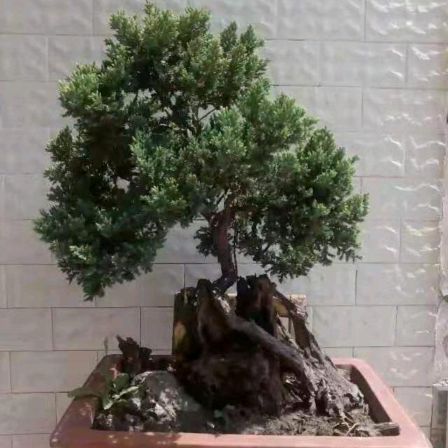 和平1