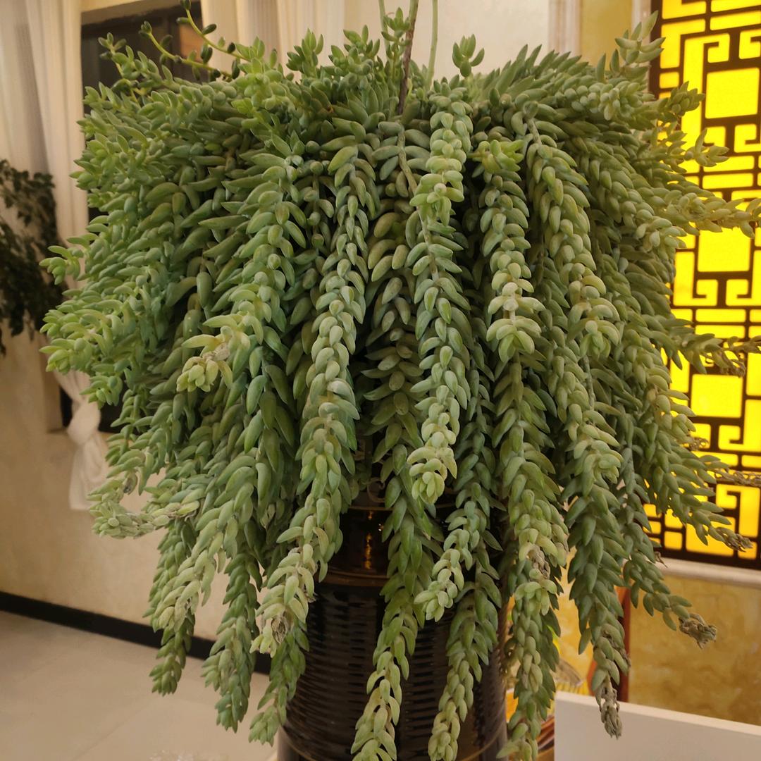 清青鸡鸭场卢加文