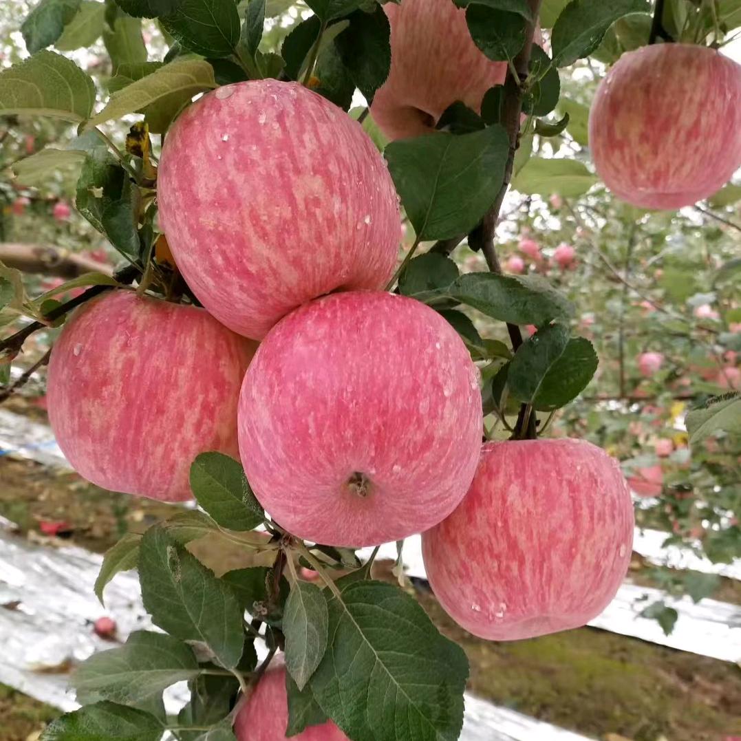 毛毛果业:'.::，…、