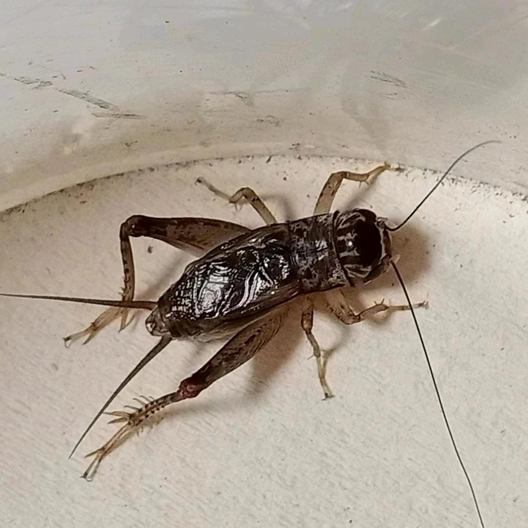 清风里运河楼