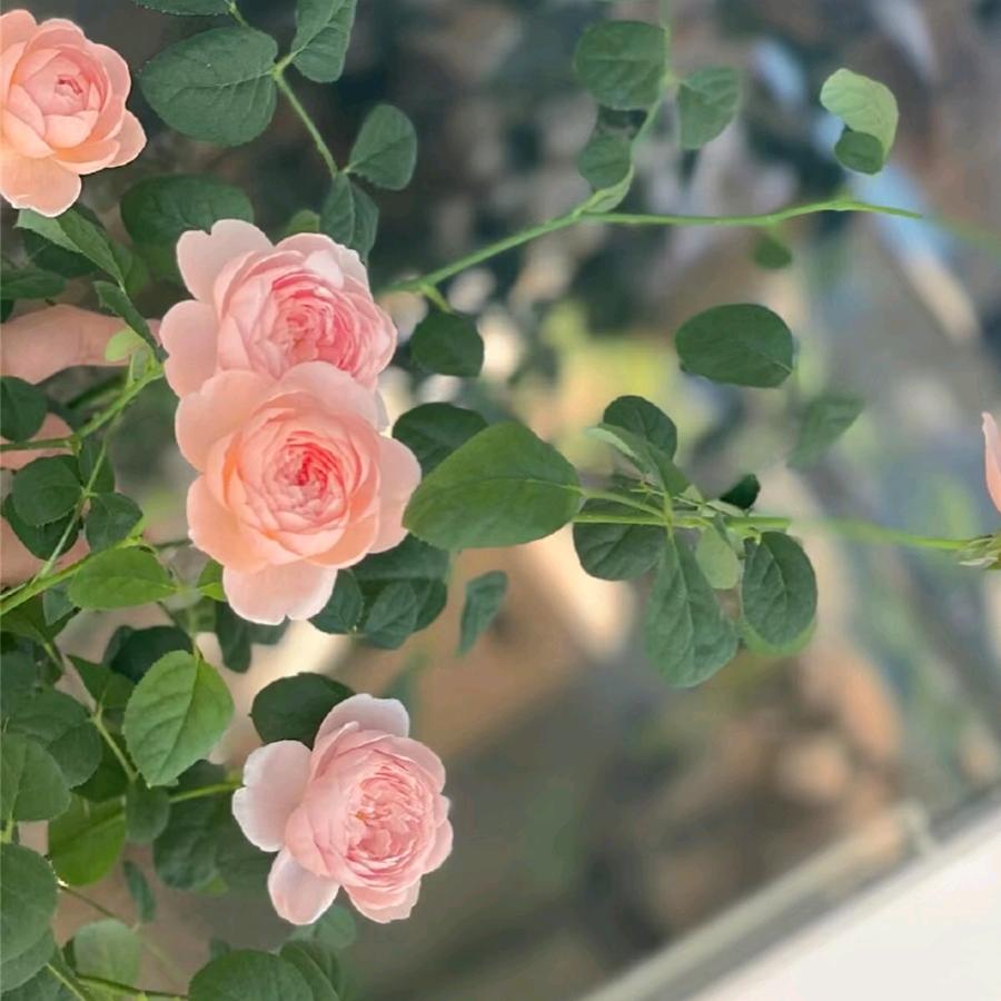 晴天(˃ ⌑ ˂ഃ )