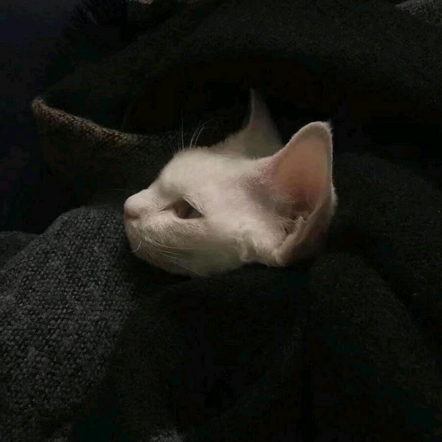 柒.