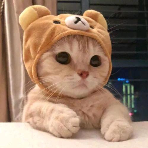 猫咪爱游戏