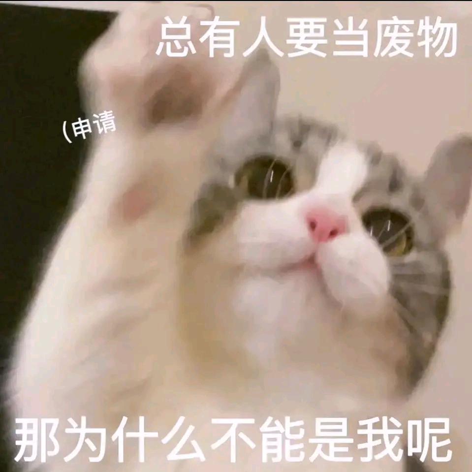 喵喵还在流浪