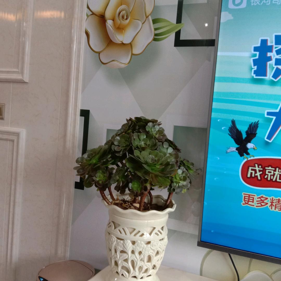 鲁班。德美